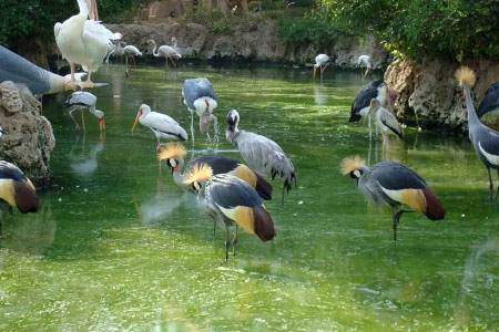 bird-garden